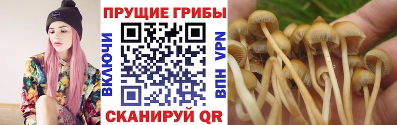 Псилоцибиновые грибы Psilocybine cubensis  Горняк 